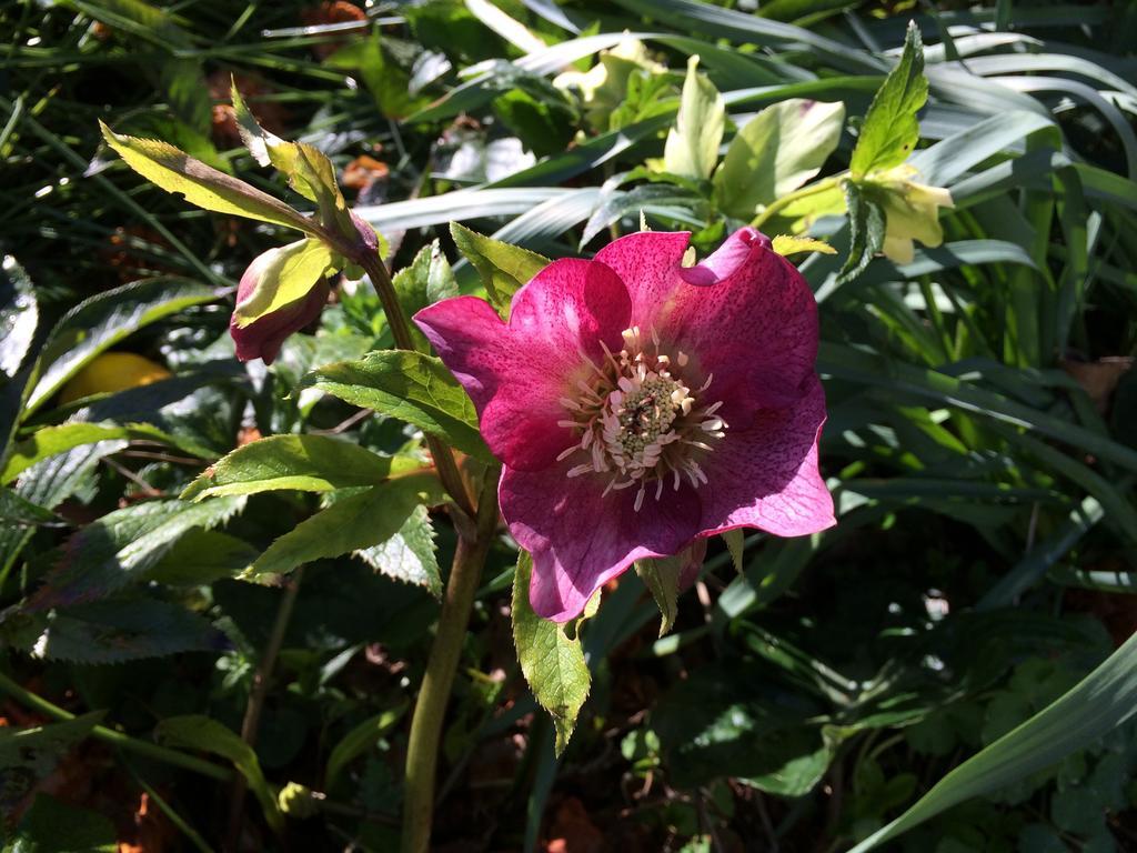 Robin Hoods Well Farm Stay Sassafras エクステリア 写真